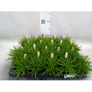 Senecio archeri 'Himalaya'