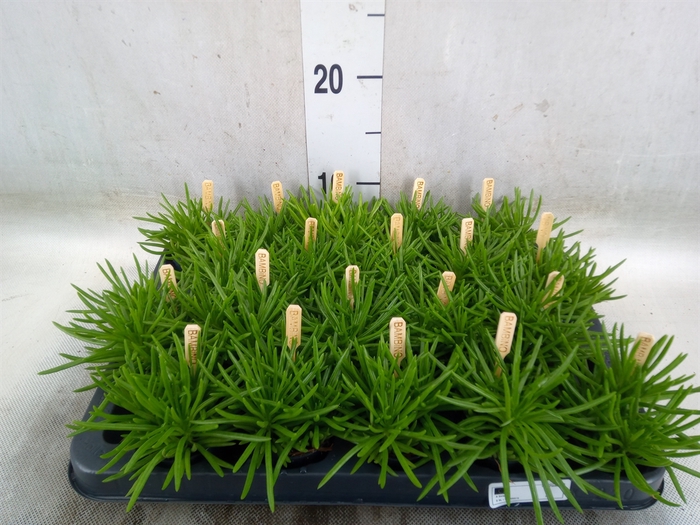 <h4>Senecio archeri 'Himalaya'</h4>
