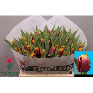 Tulipa si mercure