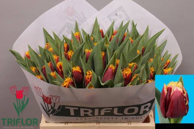 <h4>Tulipa si mercure</h4>