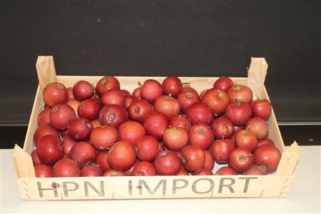 <h4>F- Appel Rood 5kg</h4>