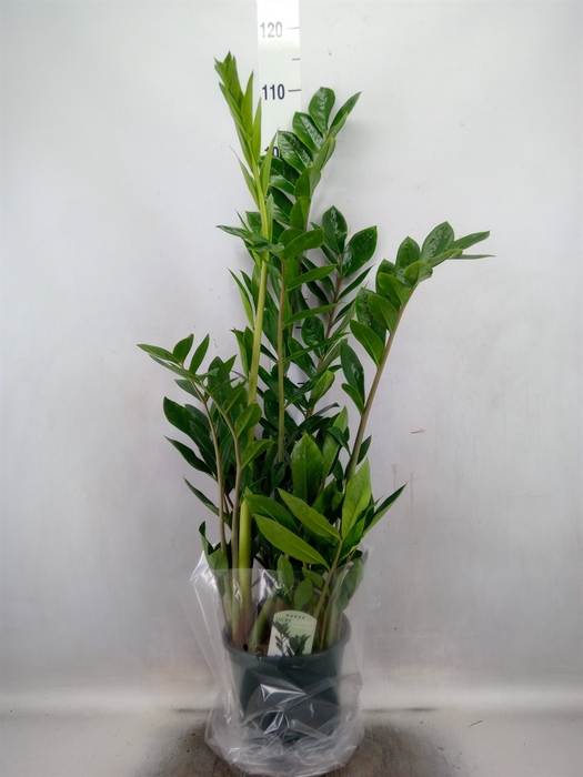 Zamioculcas zamiifolia