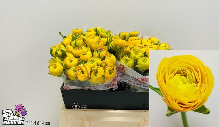 <h4>RAN EL YELLOW</h4>