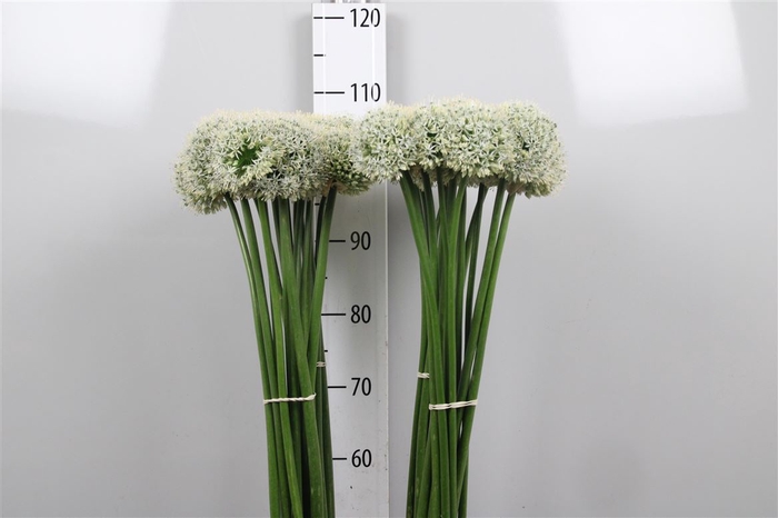 <h4>Allium Mount Everest</h4>