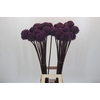 Allium Summer Drummer