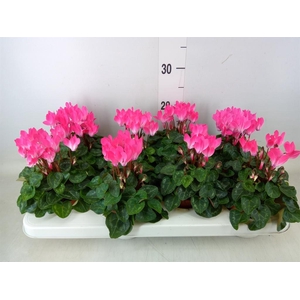 Cyclamen KL 'Compact'