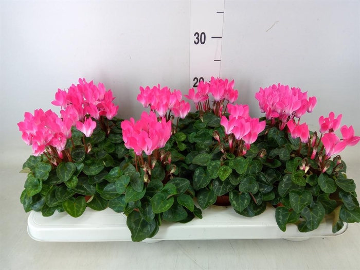 <h4>Cyclamen KL 'Compact'</h4>