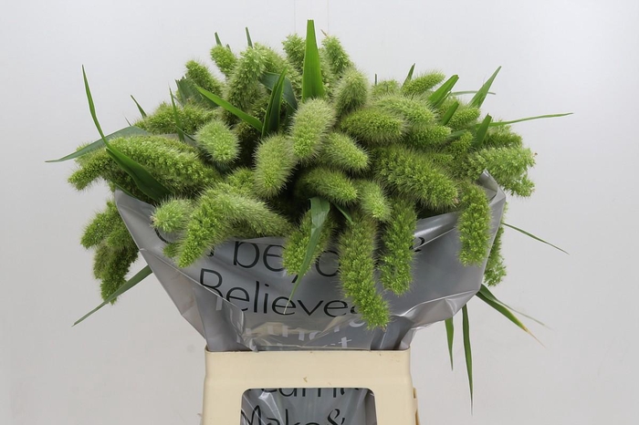 <h4>Setaria Italica Volle Melk</h4>