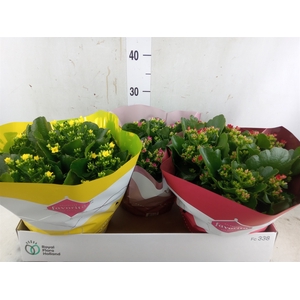 Kalanchoe blos.   ..mix 4