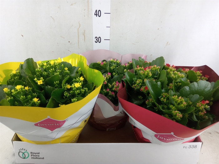 <h4>Kalanchoe blos.   ..mix 4</h4>