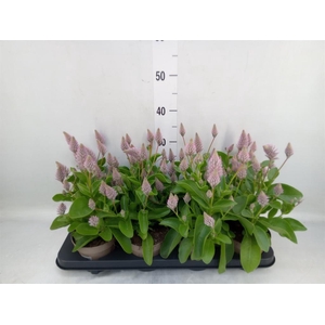 Ptilotus exaltatus 'Joey'