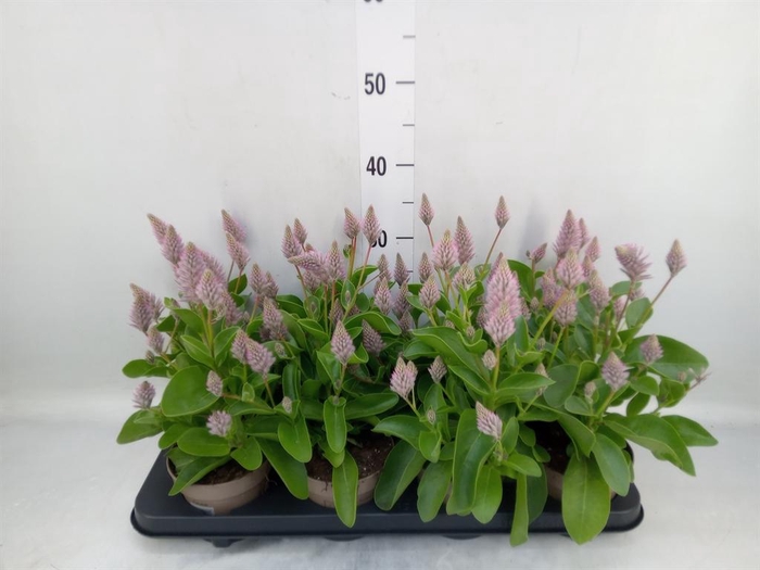 <h4>Ptilotus exaltatus 'Joey'</h4>