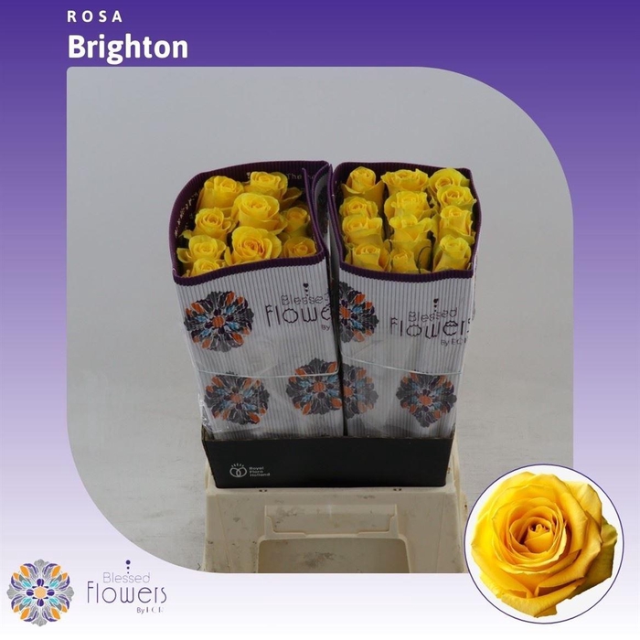 <h4>Rosa gr Brighton</h4>