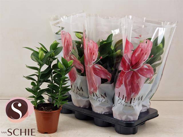 <h4>LIL OR SOUVENIR</h4>