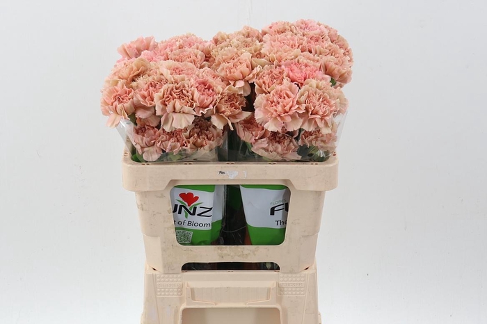 <h4>Di St Caramel 50cm</h4>