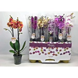 PHAL GEM