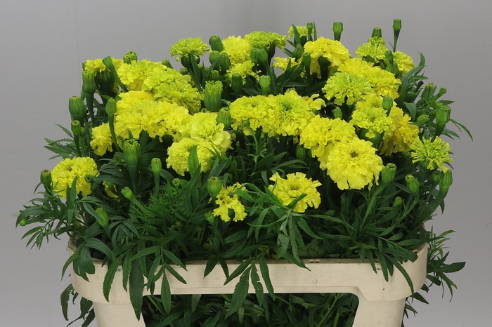 Tagetes E Promise Yellow