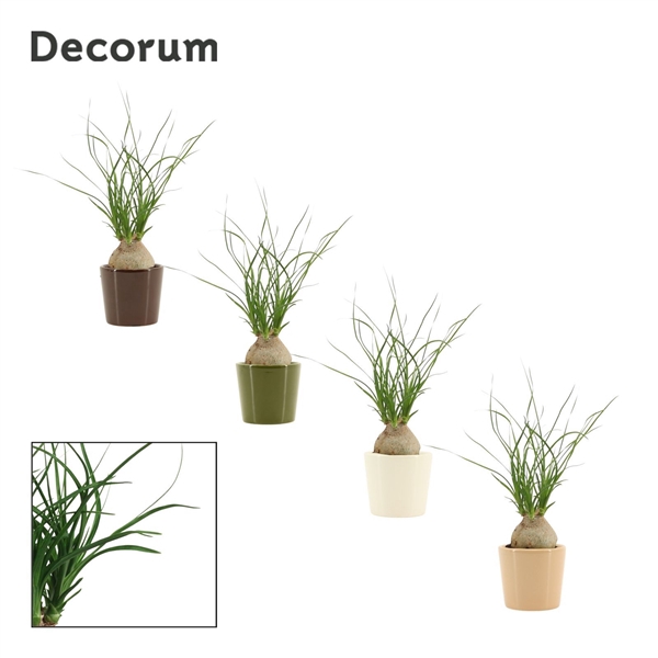 <h4>Beaucarnea bol 6 cm in Manuela (Stone Touch-collection)</h4>