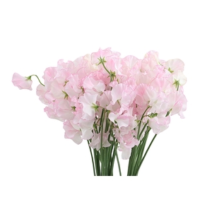 Lathyrus White Wedding