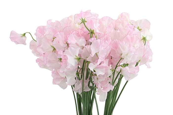 <h4>Lathyrus White Wedding</h4>