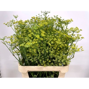FOENICULUM VULGARE