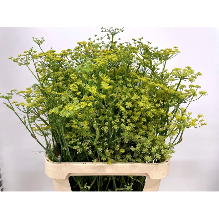<h4>FOENICULUM VULGARE</h4>