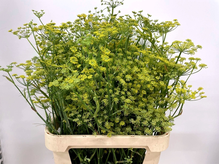 FOENICULUM VULGARE