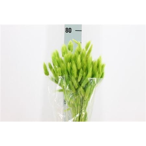 Dried Lagurus Bleached Green Bs