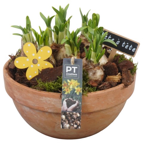 <h4>PTN5071 Arrangementen Narcissus (Other Grp) 'Tête-à-Tête'</h4>