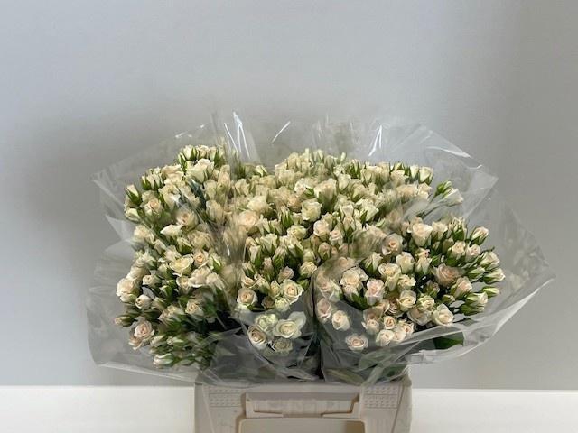 <h4>R TR CREAM GRACIA</h4>