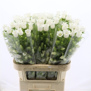 Campanula Champion White