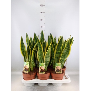 Sansevieria trifa. 'Laurentii'