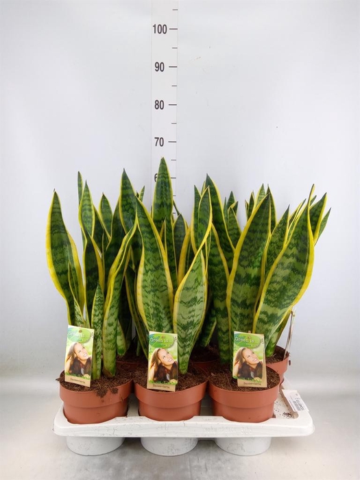 <h4>Sansevieria trifa. 'Laurentii'</h4>