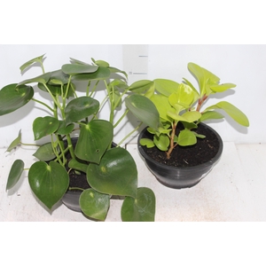 PEPEROMIA VARIADO C21