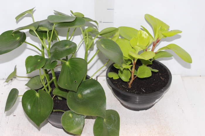 <h4>PEPEROMIA VARIADO C21</h4>