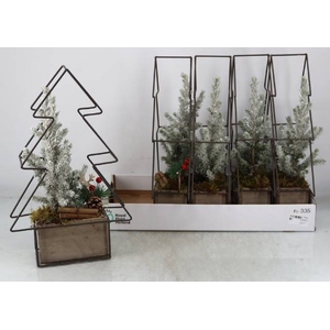 PICEA GL CONICA