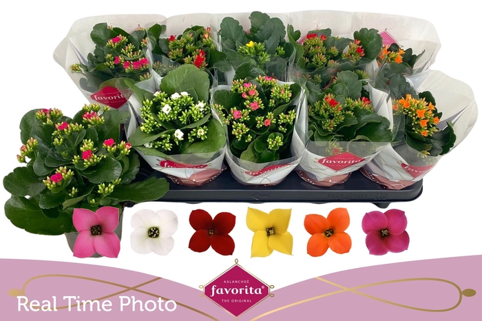 <h4>KAL EN GEM 6 KL</h4>