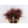 Dried Stypha Penata Brown(10 Toef) Bunch