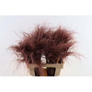 Dried Stypha Penata Brown(10 Toef) Bunch