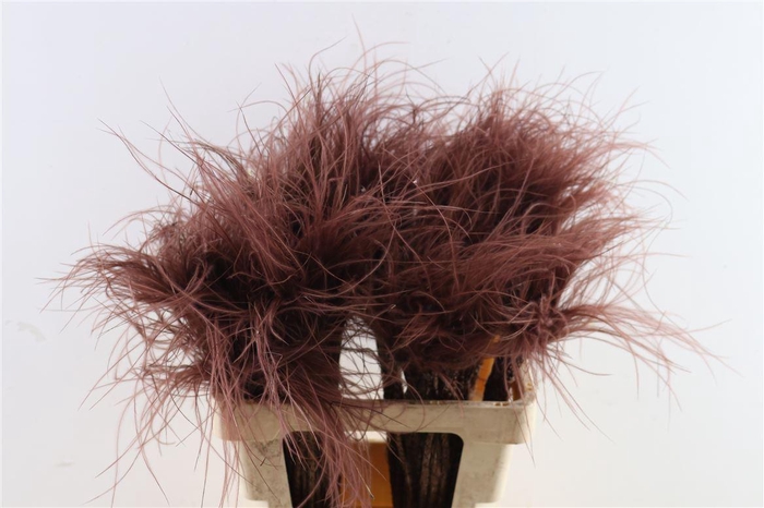 <h4>Dried Stypha Penata Brown(10 Toef) Bunch</h4>