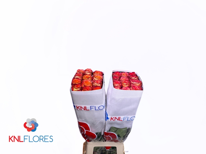 <h4>R GR HIGH & MAGIC</h4>