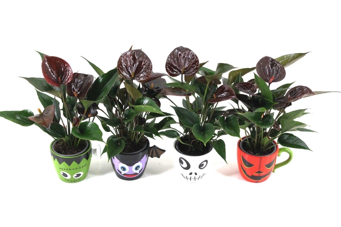 <h4>Anthurium XL.106 Chelsey Chocolate met keramieken Halloween mok</h4>
