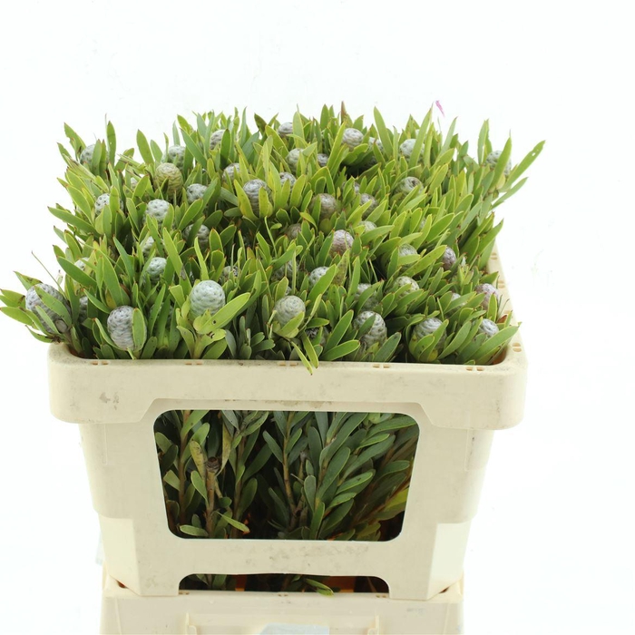 <h4>Leucad Meridianum</h4>