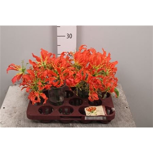 Gloriosa Leonella Short