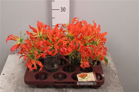 <h4>Gloriosa Leonella Short</h4>