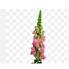 BOCA DE LEAO ROSA 070 CM