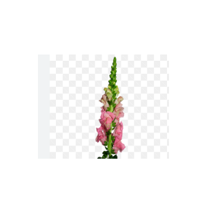 BOCA DE LEAO ROSA 070 CM