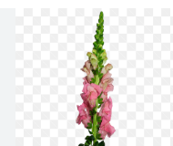 BOCA DE LEAO ROSA 070 CM