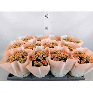Kalanchoe   ...