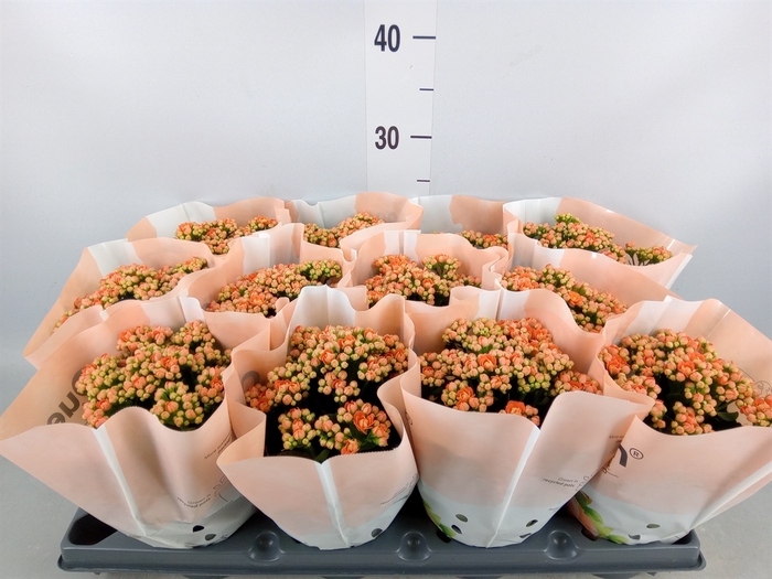 <h4>Kalanchoe   ...</h4>